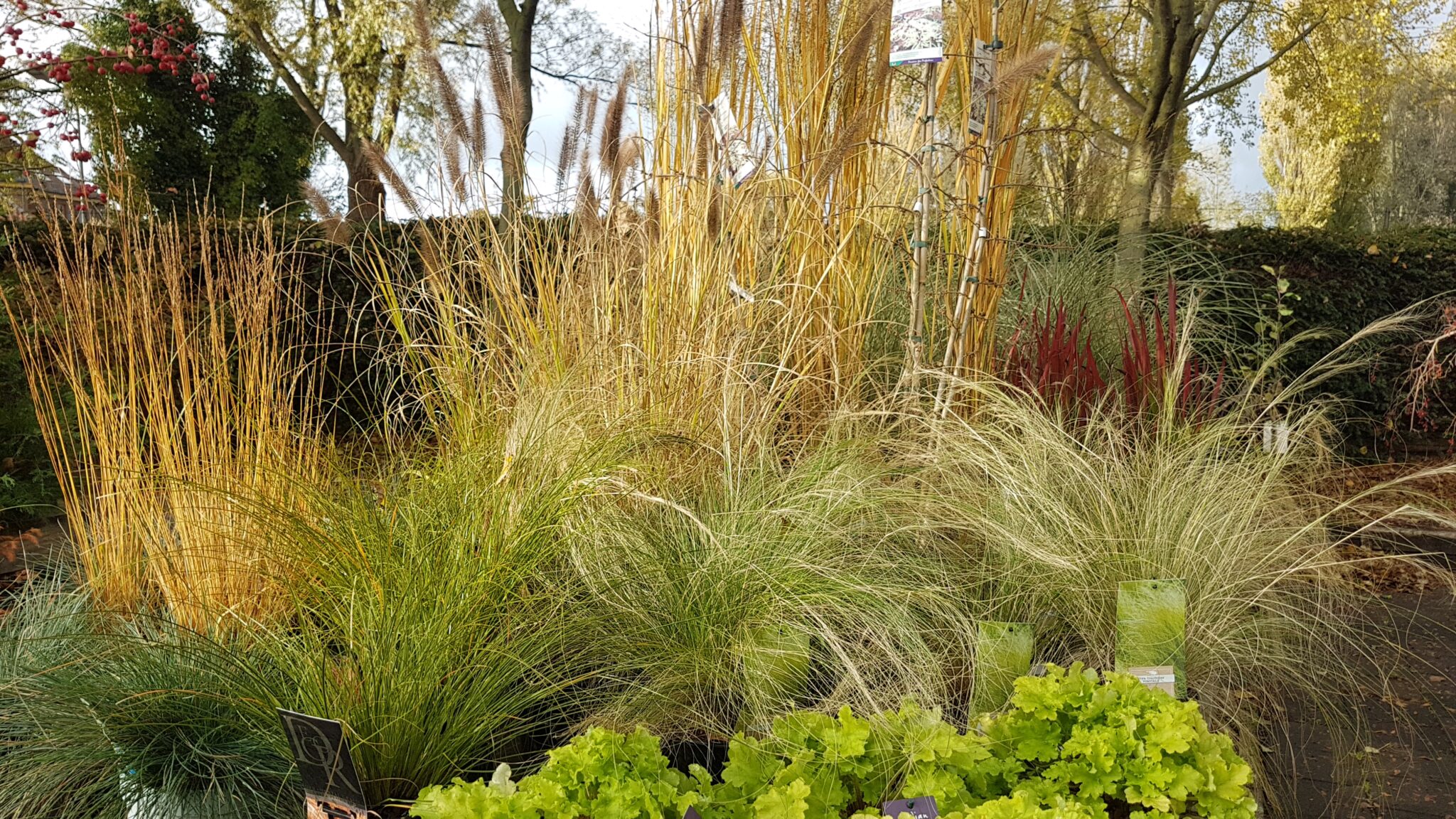 Grassen bij Tuincentrum Primavera, Haarlem