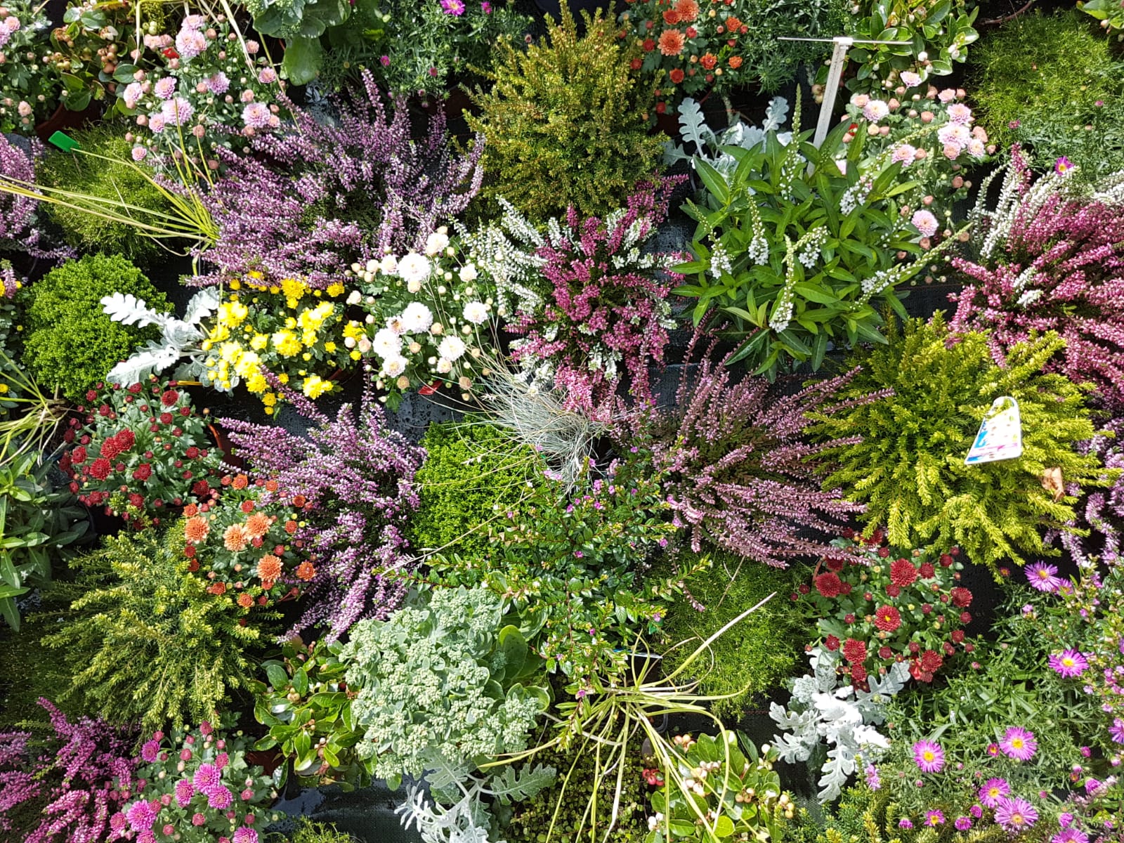 Planten bij Tuincentrum Primavera, Haarlem
