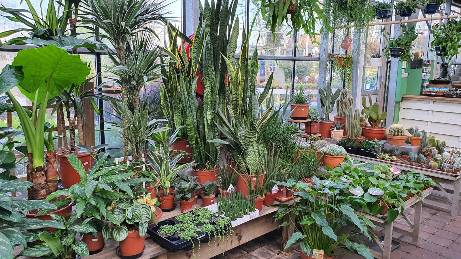 Vetplanten bij Tuincentrum Primavera, Haarlem
