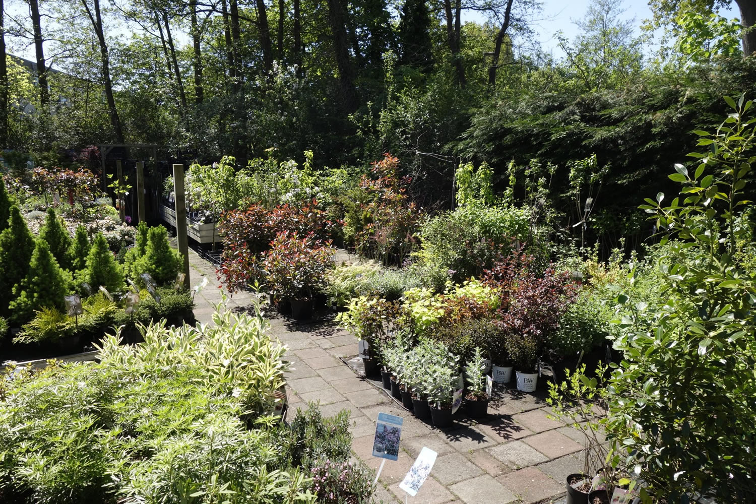 Struiken bij Tuincentrum Primavera, Haarlem